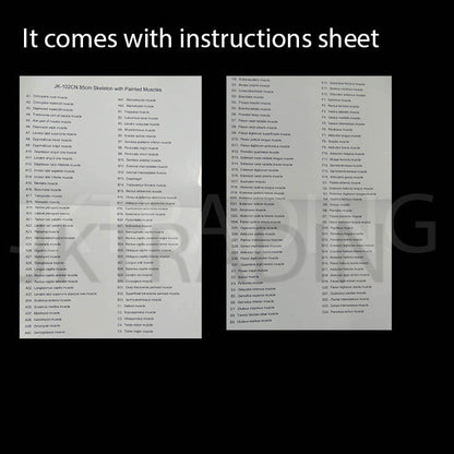 85cm Painted Numbered Skeleton for medical and anatomy education