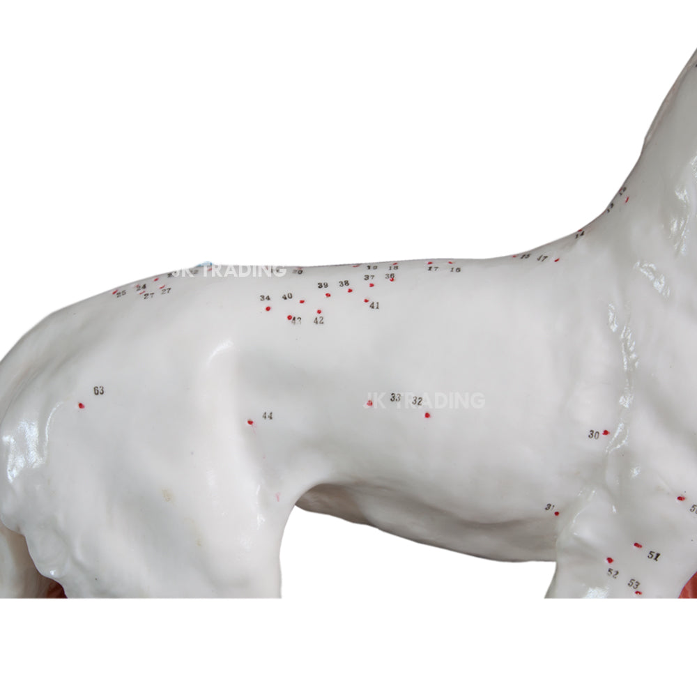Canine Acupuncture Model for medical and anatomy education