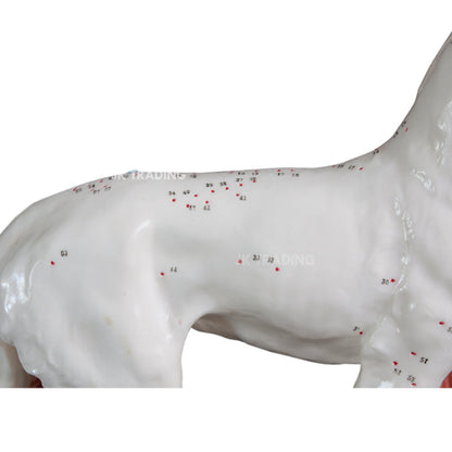 Canine Acupuncture Model for medical and anatomy education