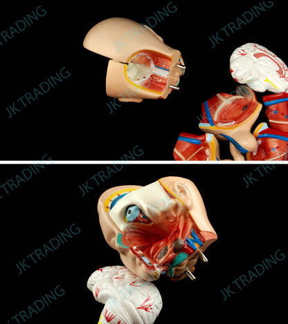 45cm Unisex Torso Anatomy Model for medical and anatomy education