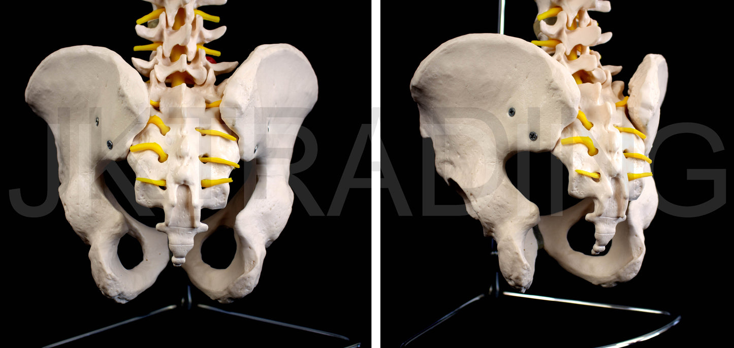 Human Skeletal Trunk Torso Model for medical and anatomy education