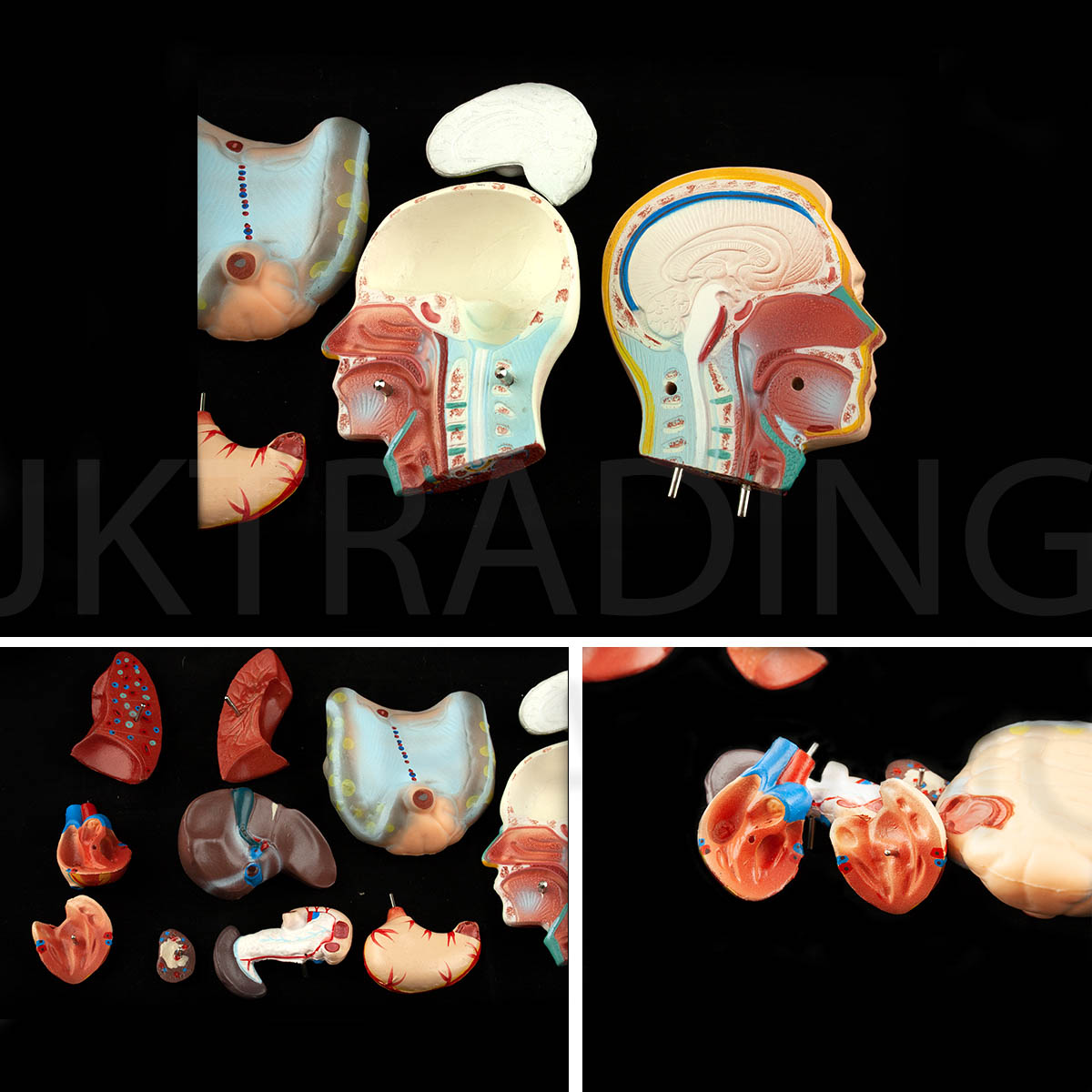 4D Male Torso Anatomy Model for medical and anatomy education