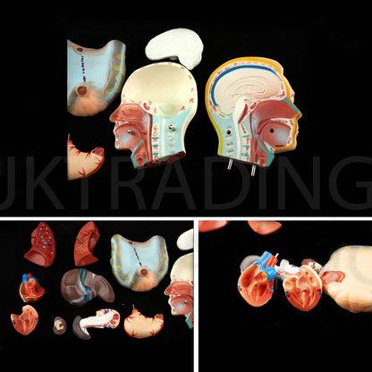 4D Male Torso Anatomy Model for medical and anatomy education