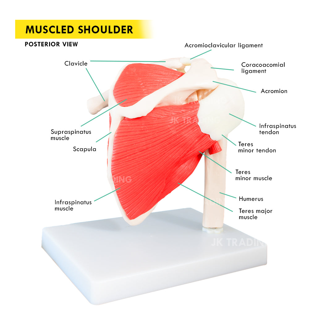 Muscled Shoulder Joint Model for medical and anatomy education