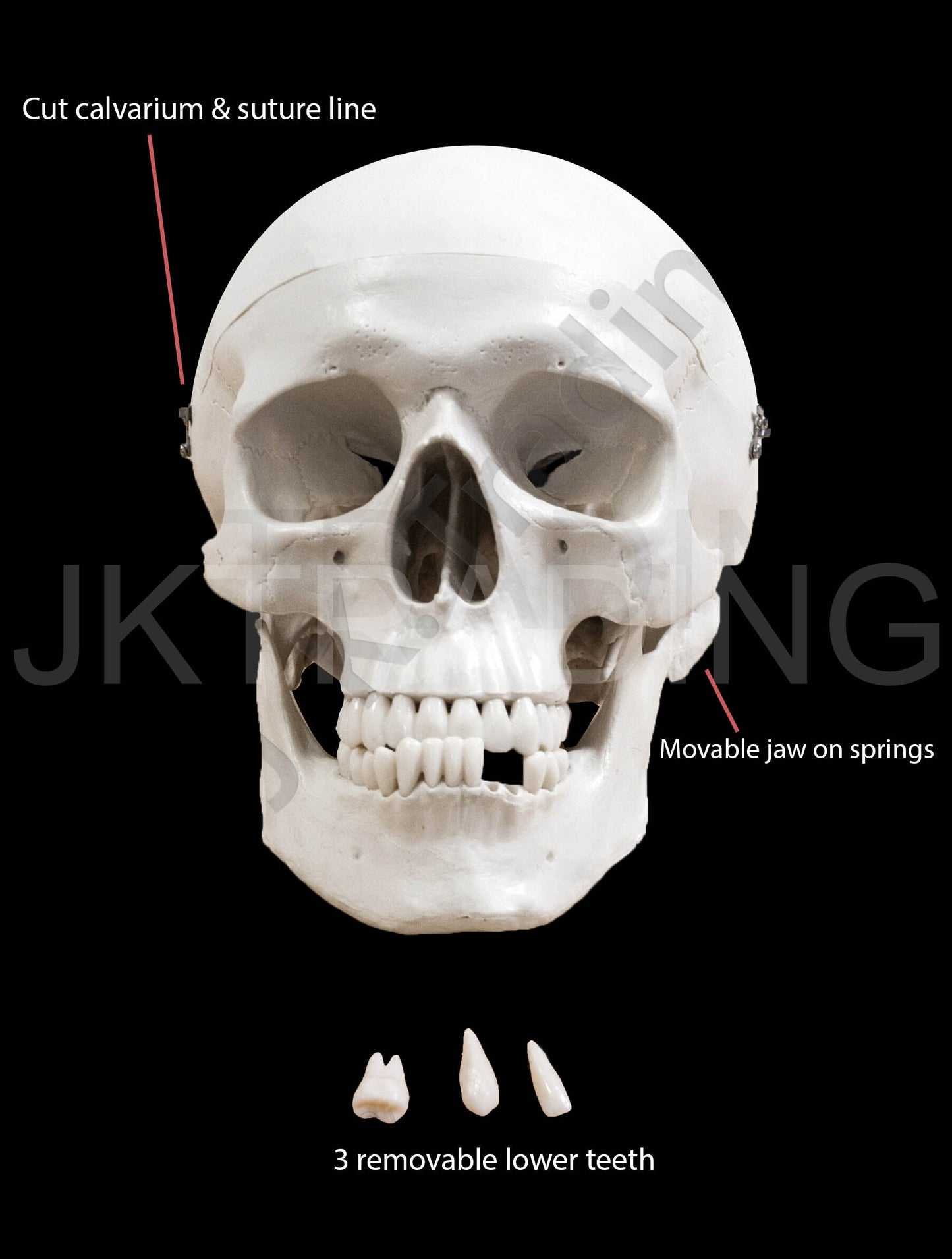 Disarticulated Human Skeleton for medical and anatomy education