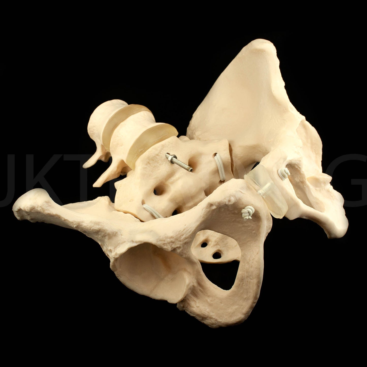 Expandable Female Pelvis Model for medical and anatomy education