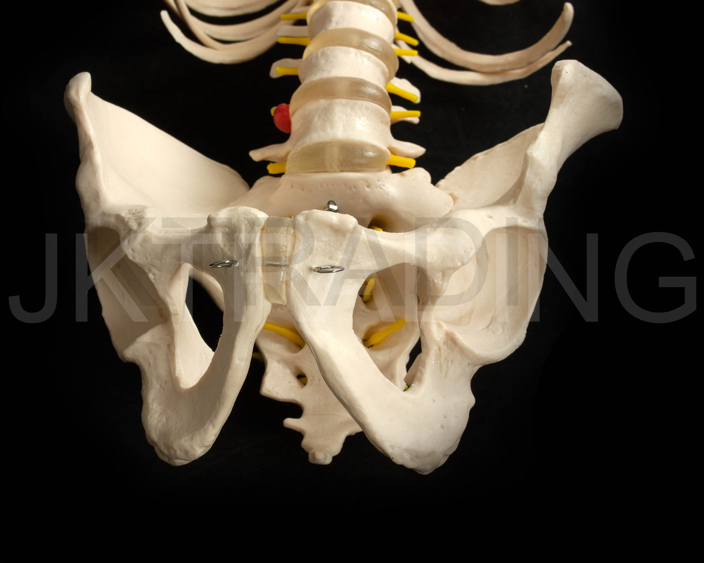 Human Skeletal Trunk Torso Model for medical and anatomy education