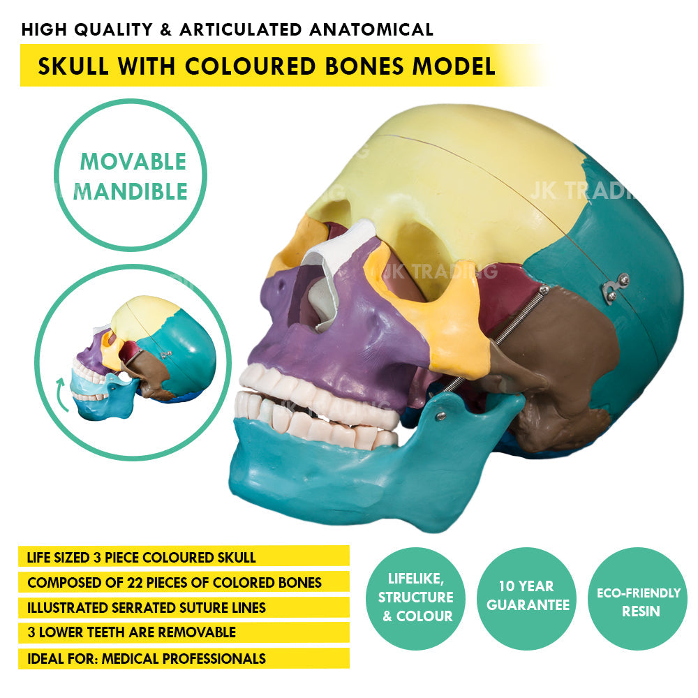 Coloured Human Skull Model for medical and anatomy education
