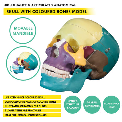 Coloured Human Skull Model for medical and anatomy education