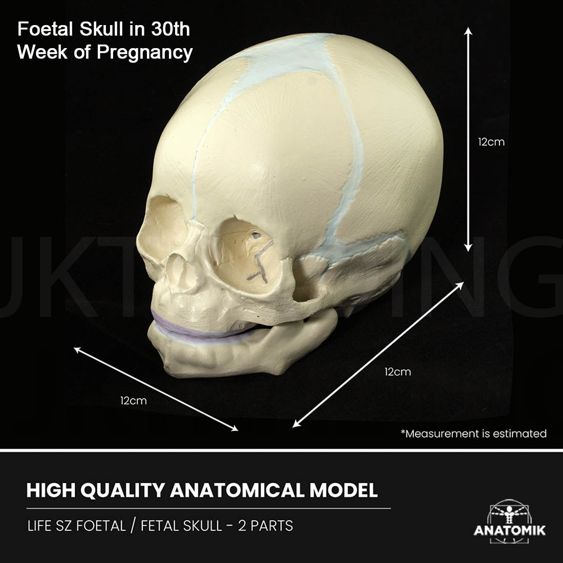 Foetal Skull Anatomy Model for medical and anatomy education