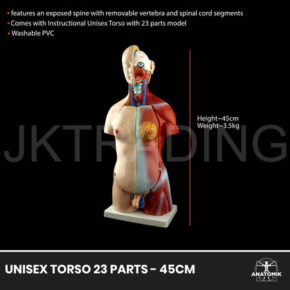45cm Unisex Torso Anatomy Model for medical and anatomy education