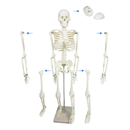 85cm Human Skeleton Model – Half Life Size