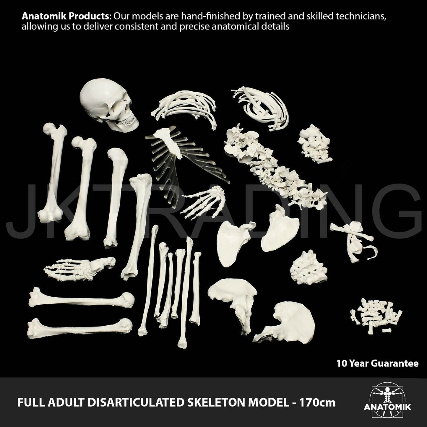 Disarticulated Human Skeleton for medical and anatomy education