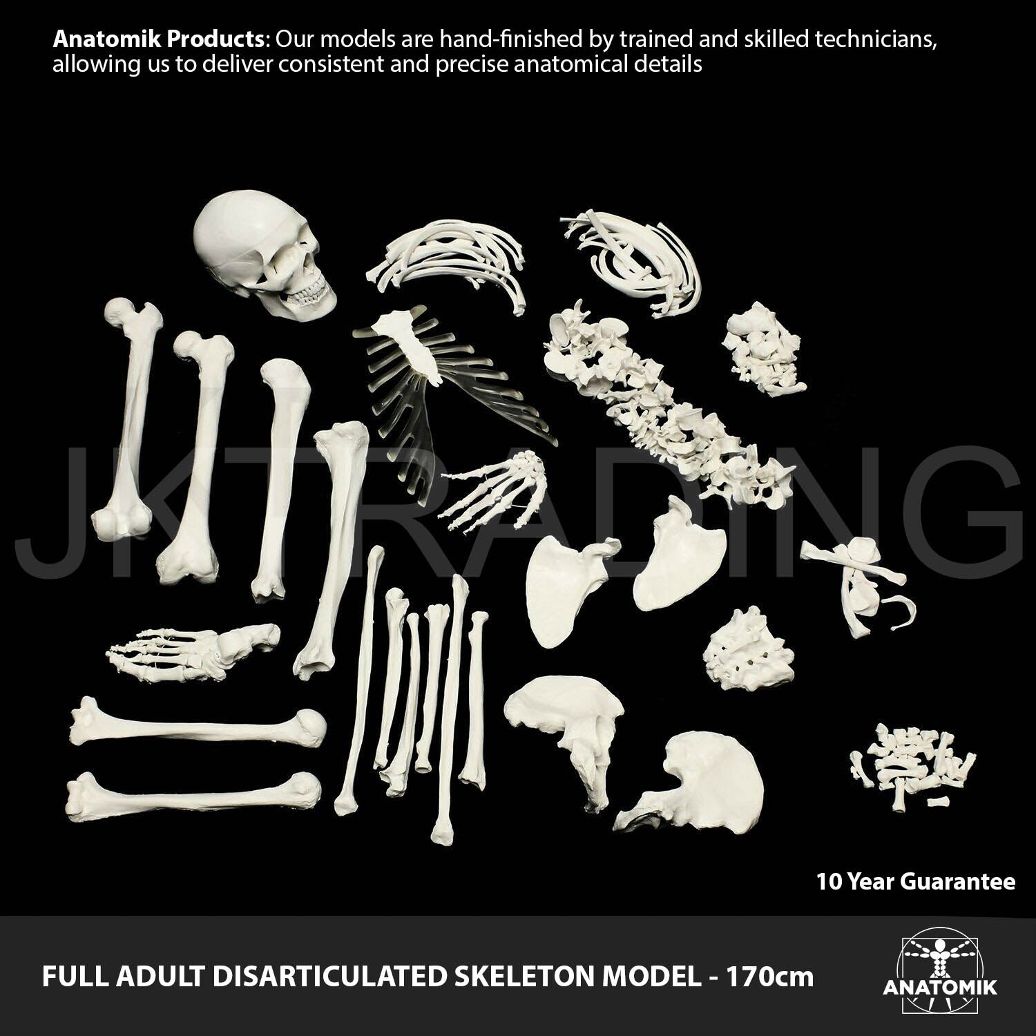 Disarticulated Human Skeleton for medical and anatomy education