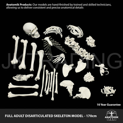 Disarticulated Human Skeleton for medical and anatomy education
