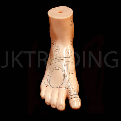 Foot Reflexology & Massage Anatomy Model for medical and anatomy education