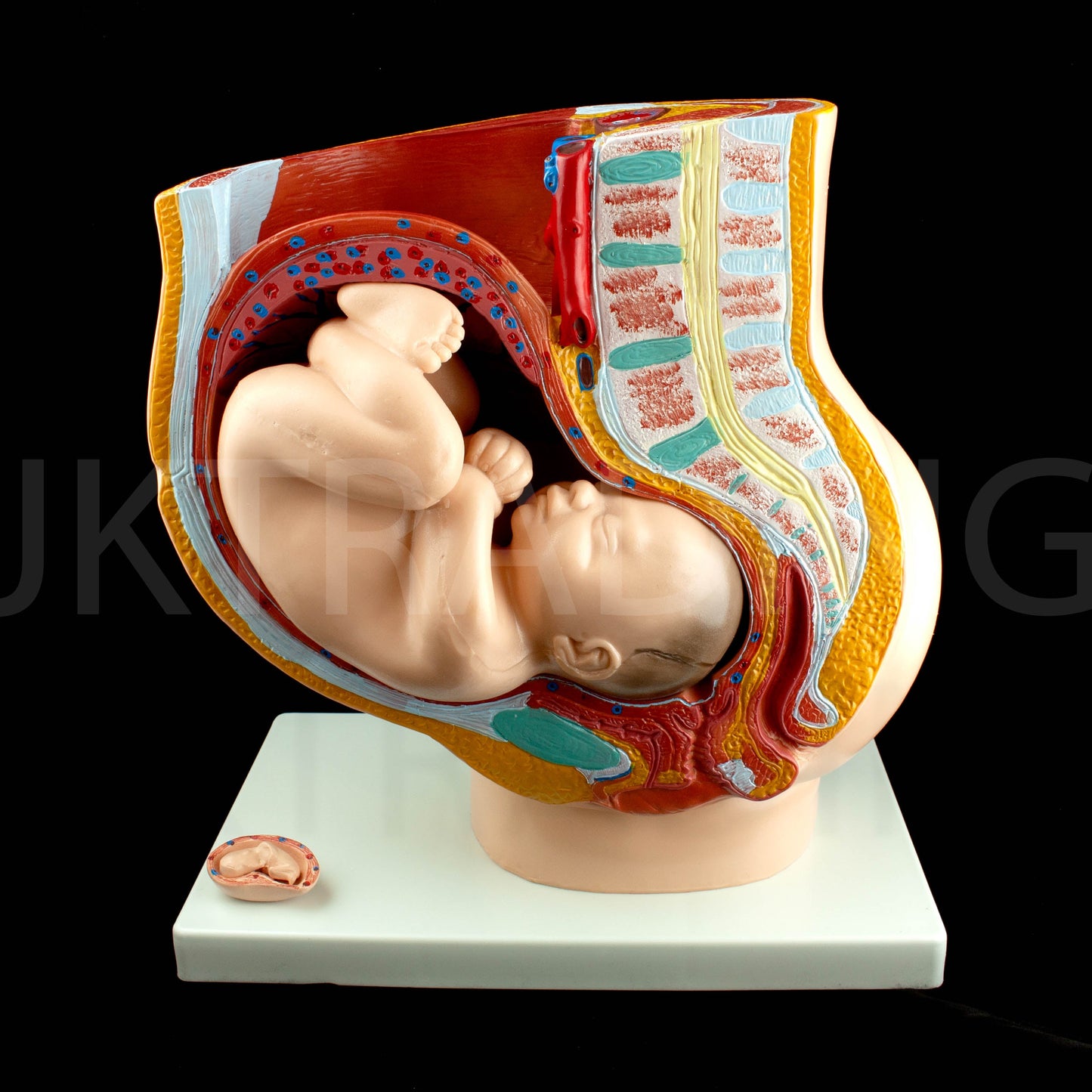 Female Pregnancy Pelvis Section Model for medical and anatomy education