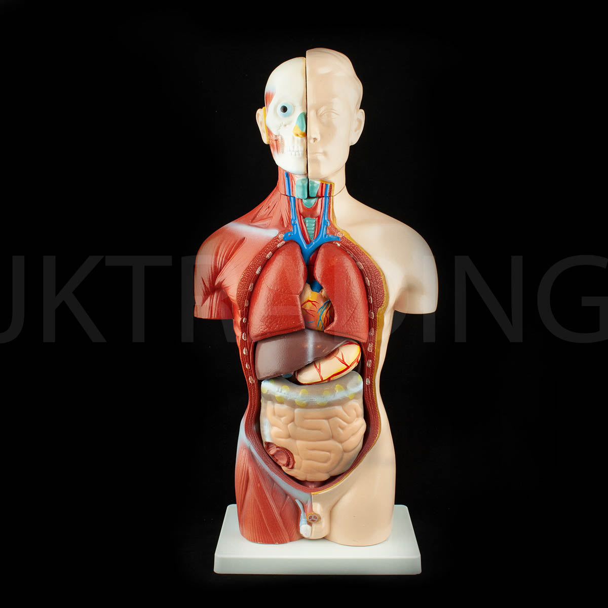 4D Male Torso Anatomy Model for medical and anatomy education