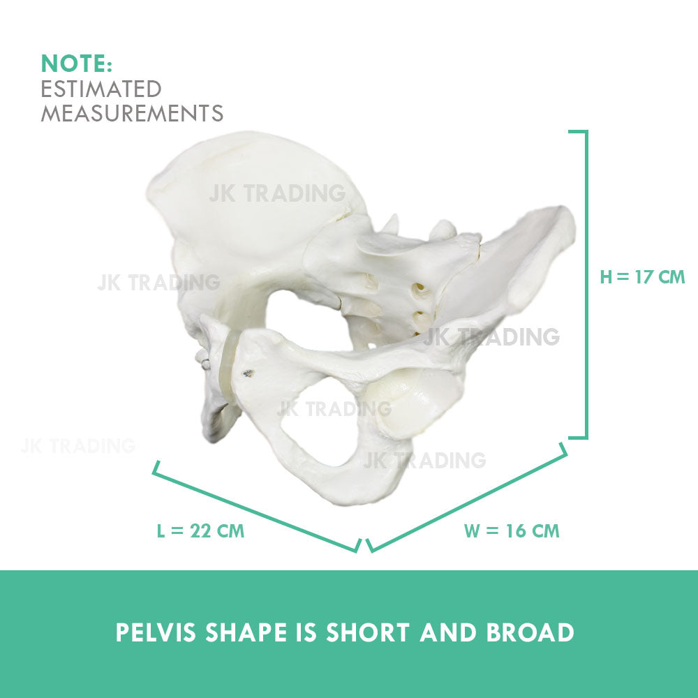 Female Pelvis Anatomy Model for medical and anatomy education