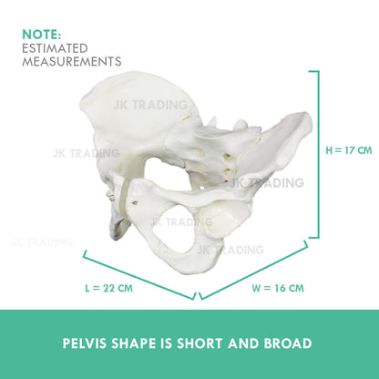 Female Pelvis Anatomy Model for medical and anatomy education