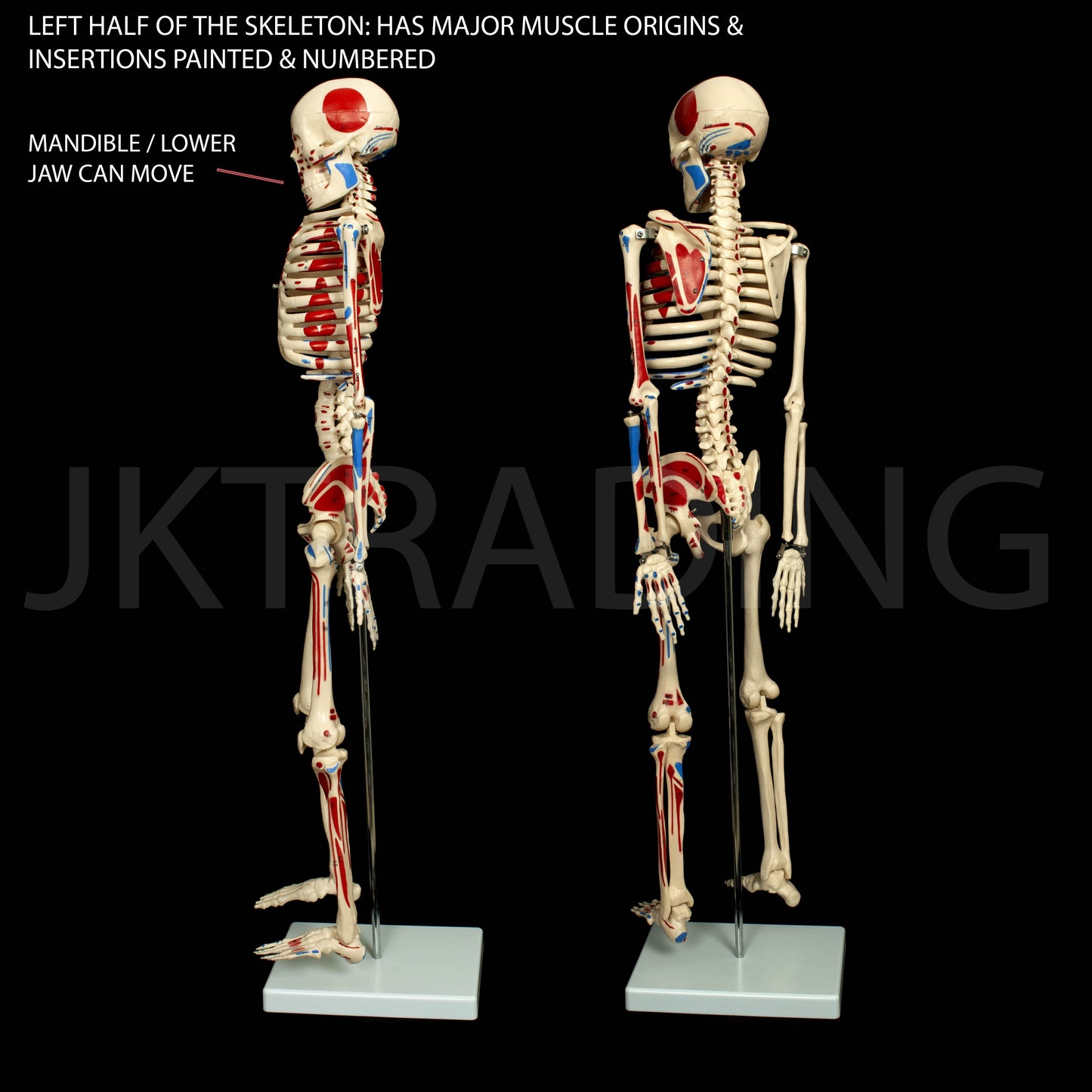 85cm Painted Numbered Skeleton for medical and anatomy education
