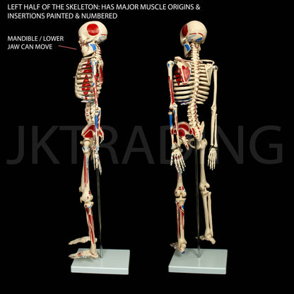 85cm Painted Numbered Skeleton for medical and anatomy education