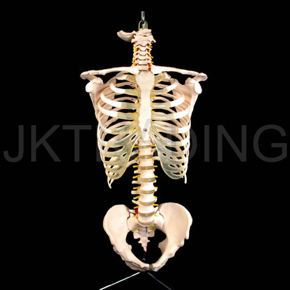 Human Skeletal Trunk Torso Model for medical and anatomy education