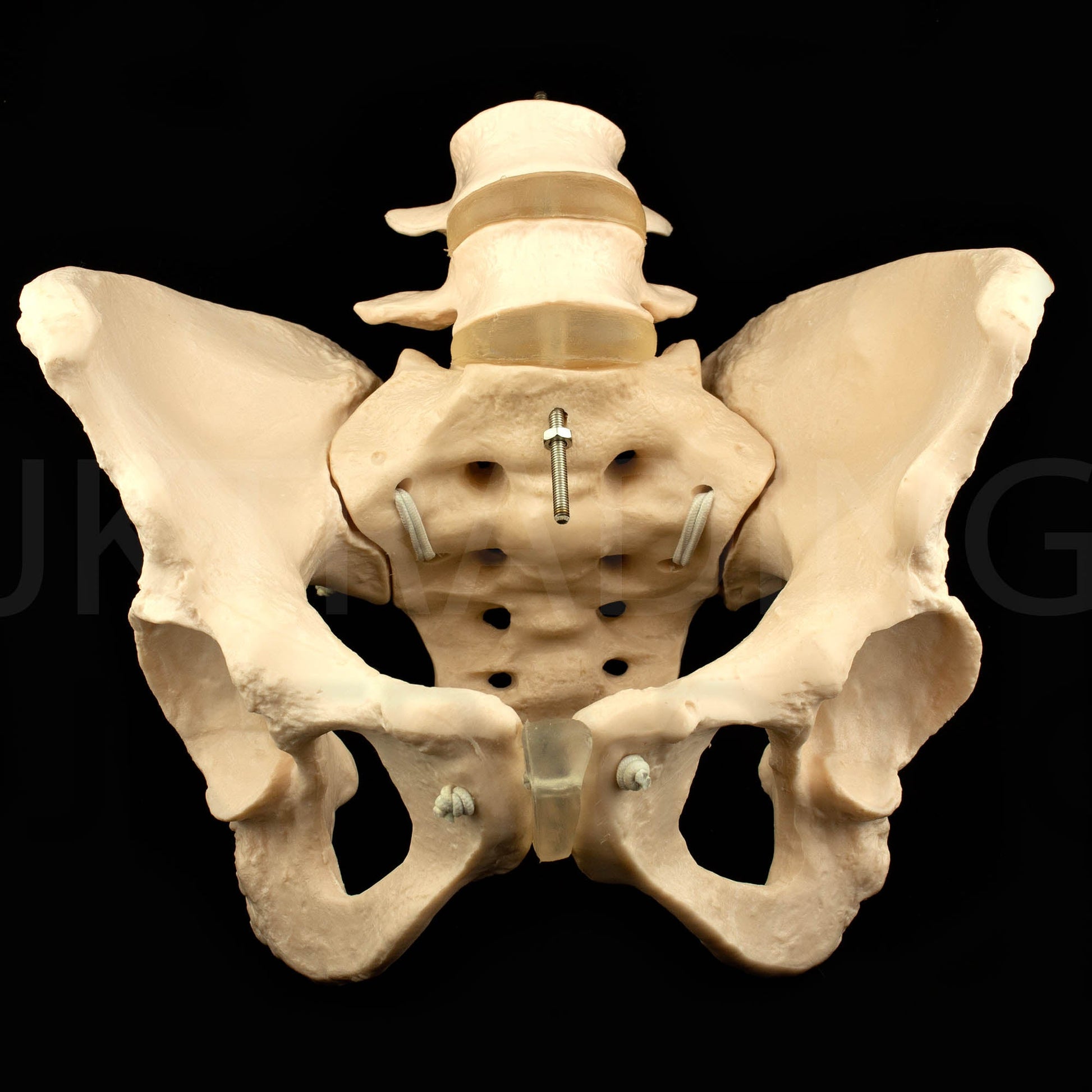 Expandable Female Pelvis Model for medical and anatomy education
