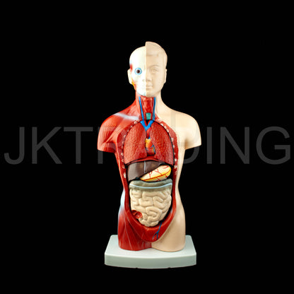 26cm Unisex Human Torso Anatomy Model for medical and anatomy education
