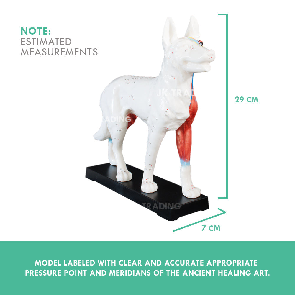 Canine Acupuncture Model for medical and anatomy education