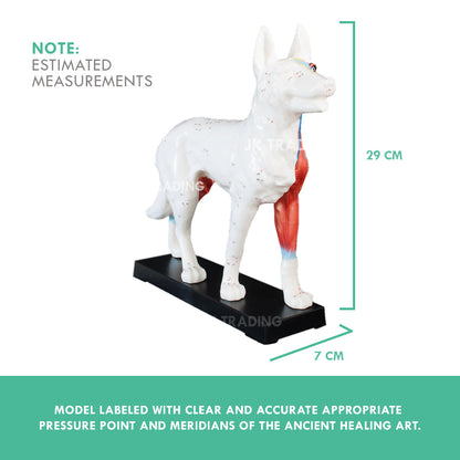 Canine Acupuncture Model for medical and anatomy education