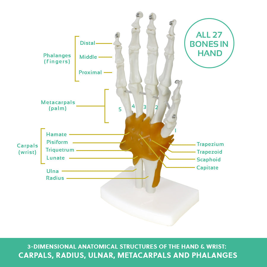Human Hand Joint Anatomy Model for medical and anatomy education