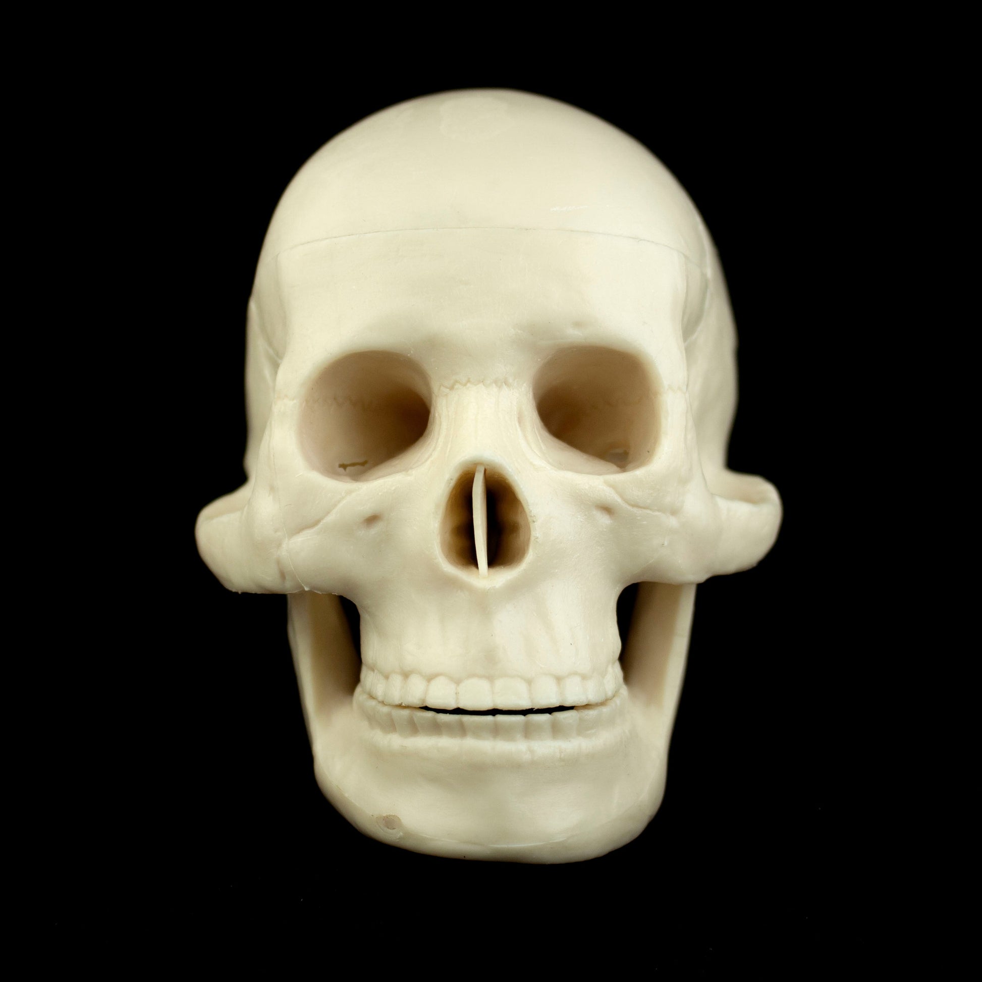 Mini Human Skull Model for medical and anatomy education