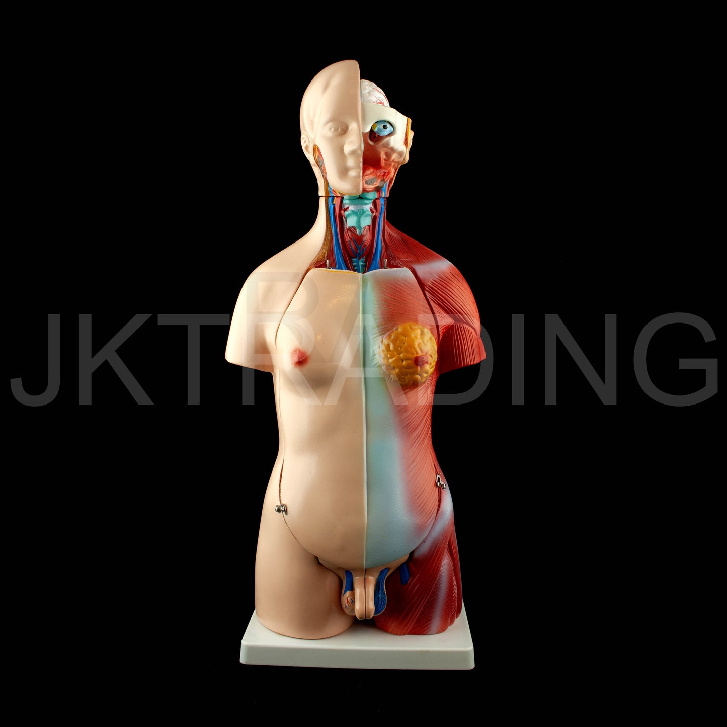 45cm Unisex Torso Anatomy Model for medical and anatomy education