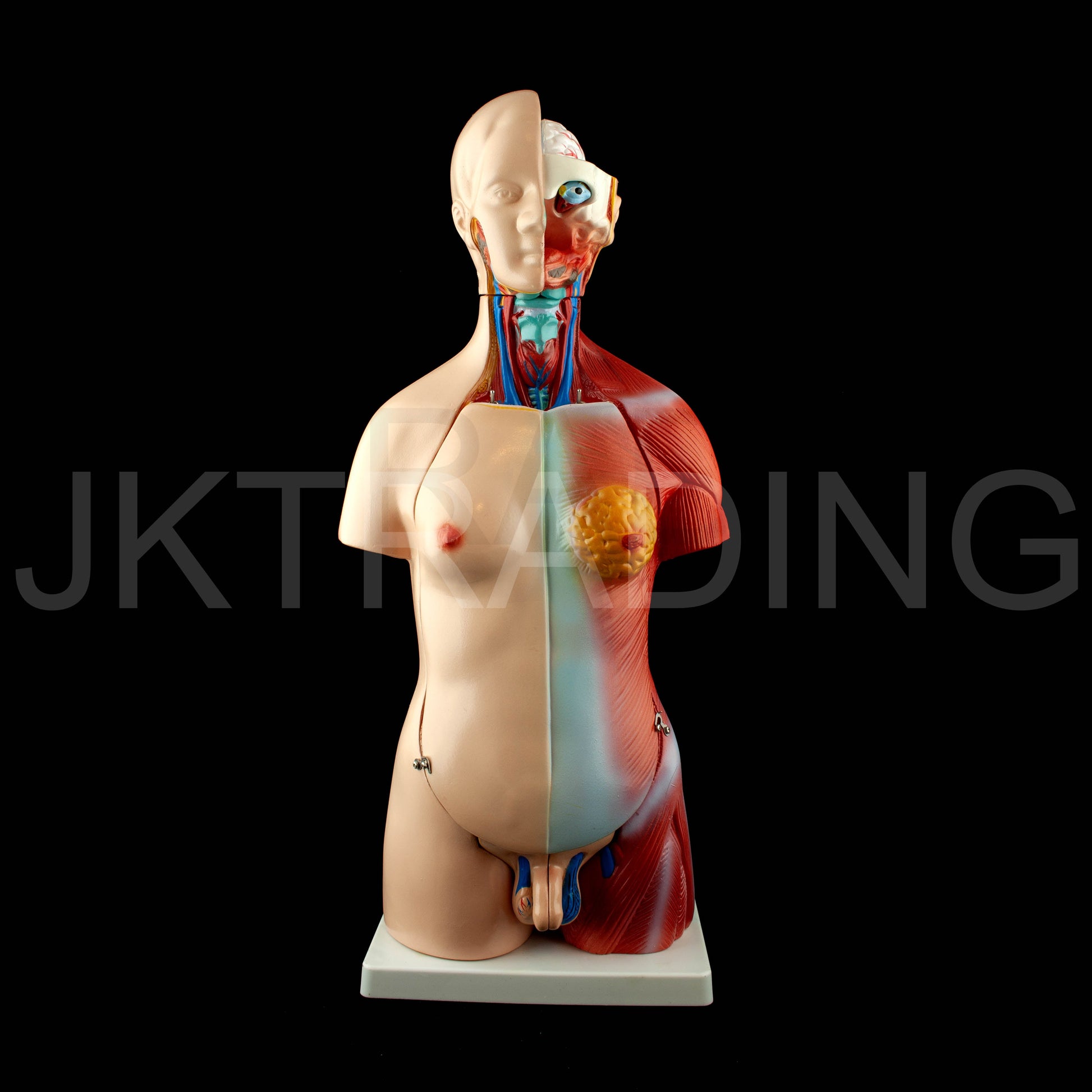 45cm Unisex Torso Anatomy Model for medical and anatomy education
