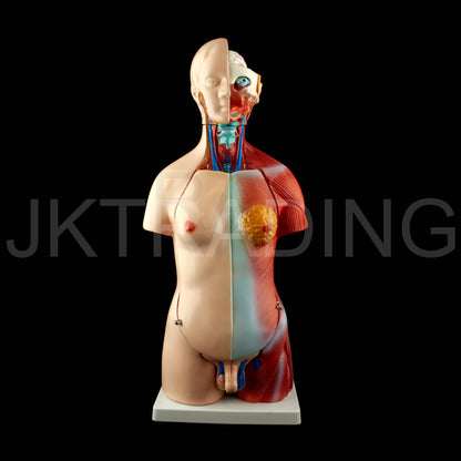 45cm Unisex Torso Anatomy Model for medical and anatomy education