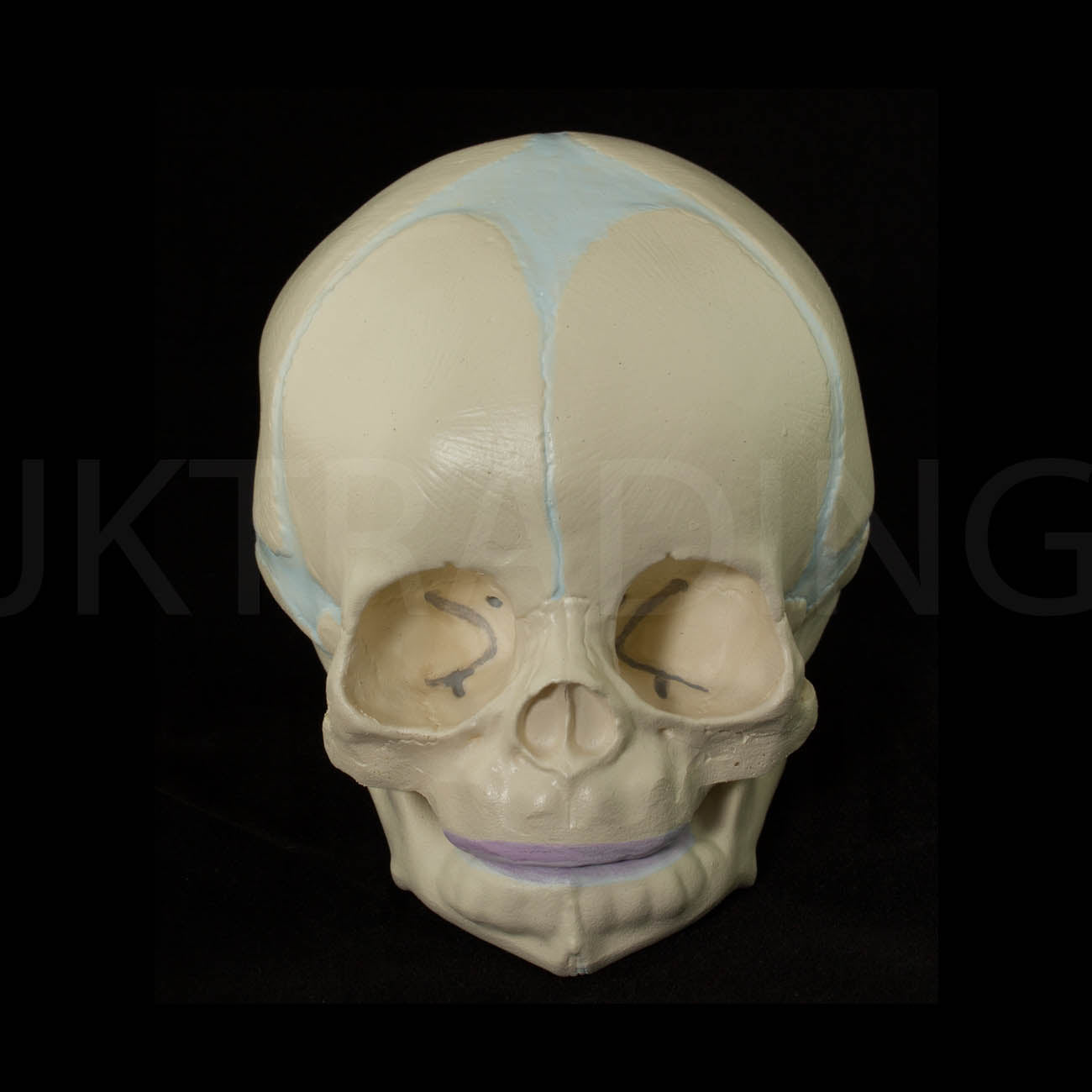 Foetal Skull Anatomy Model for medical and anatomy education