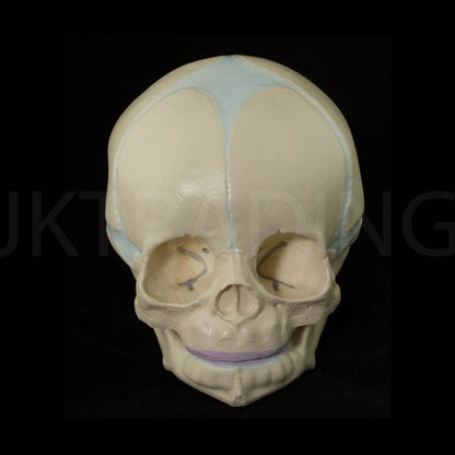 Foetal Skull Anatomy Model for medical and anatomy education