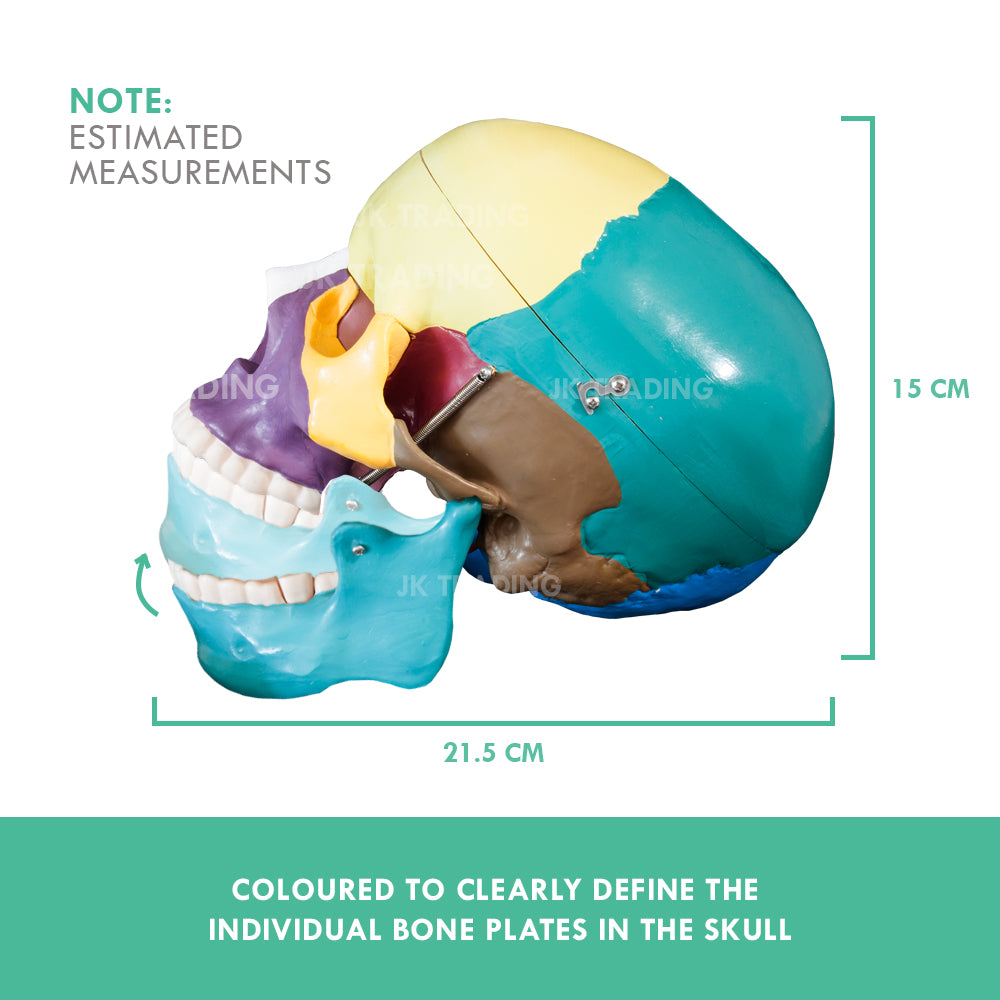 Coloured Human Skull Model for medical and anatomy education