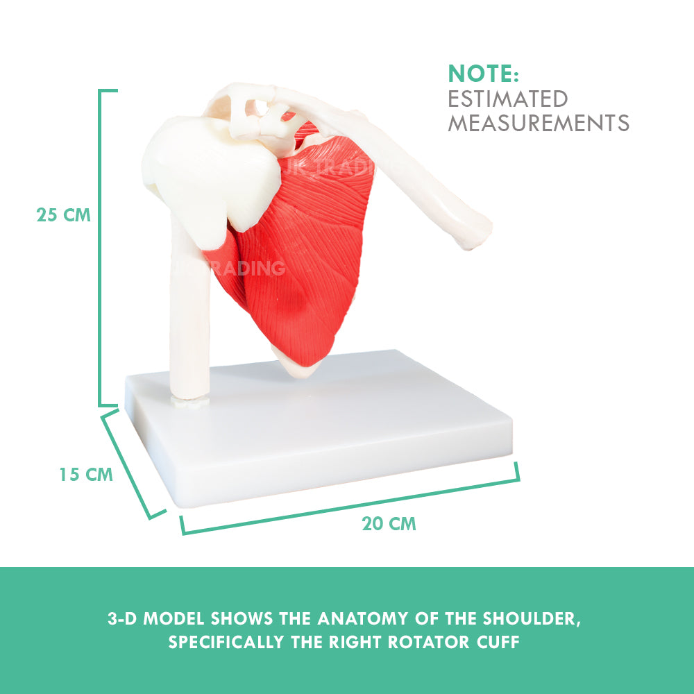 Muscled Shoulder Joint Model for medical and anatomy education