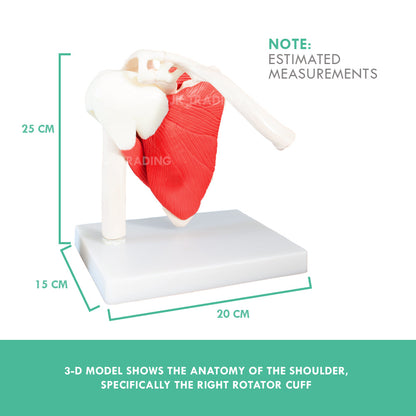 Muscled Shoulder Joint Model for medical and anatomy education