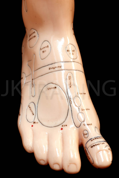 Foot Reflexology & Massage Anatomy Model for medical and anatomy education