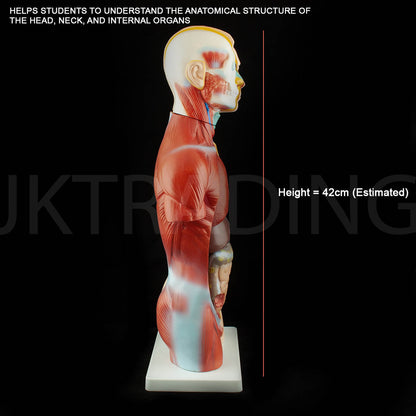 4D Male Torso Anatomy Model for medical and anatomy education