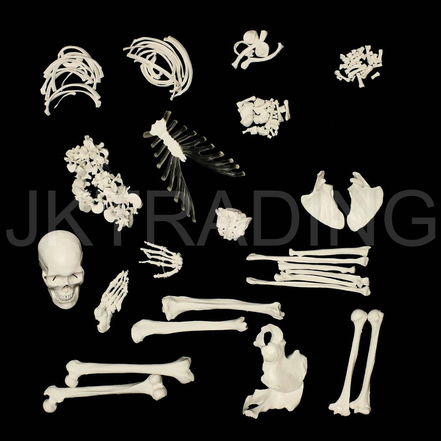 Disarticulated Human Skeleton for medical and anatomy education