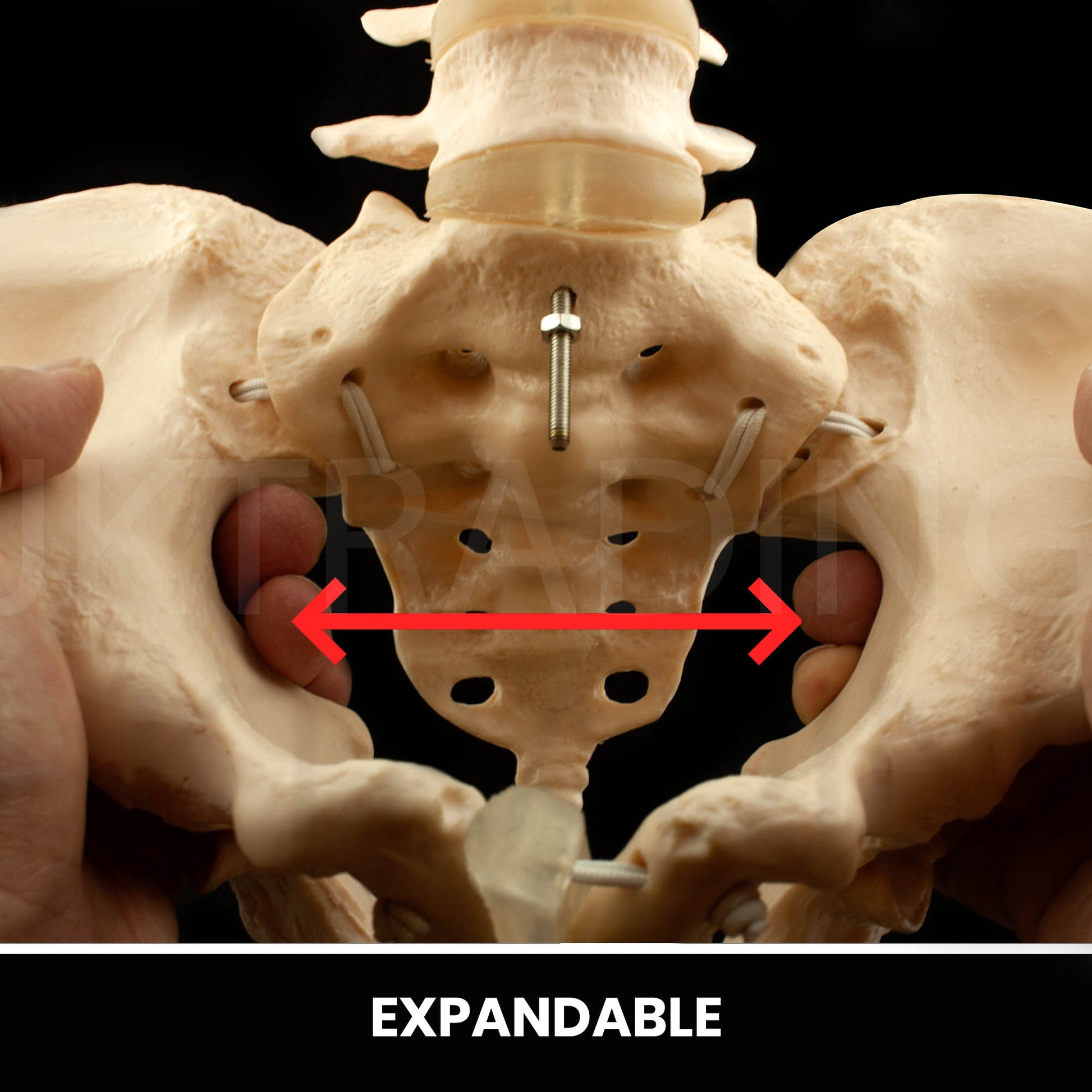 Expandable Female Pelvis Model for medical and anatomy education