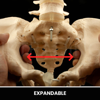 Expandable Female Pelvis Model for medical and anatomy education