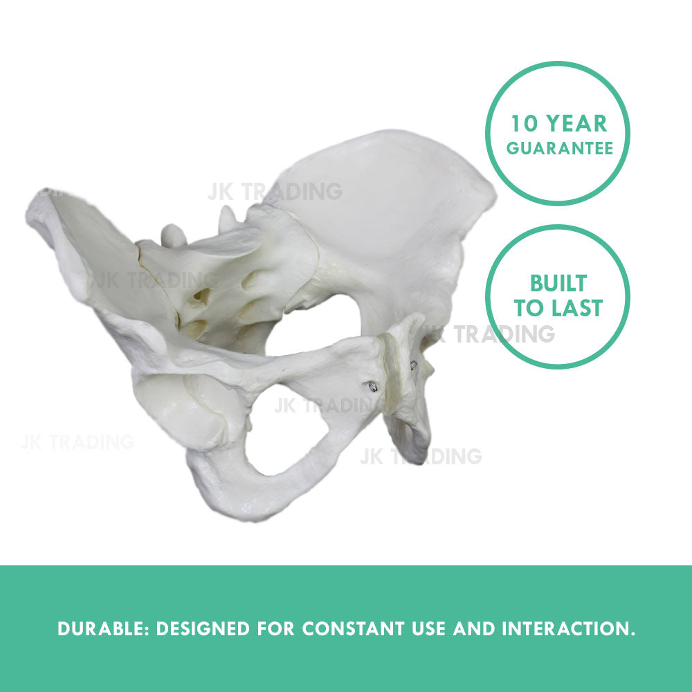 Female Pelvis Anatomy Model for medical and anatomy education