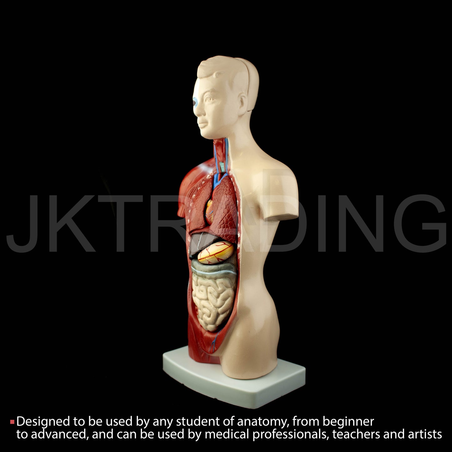 26cm Unisex Human Torso Anatomy Model for medical and anatomy education