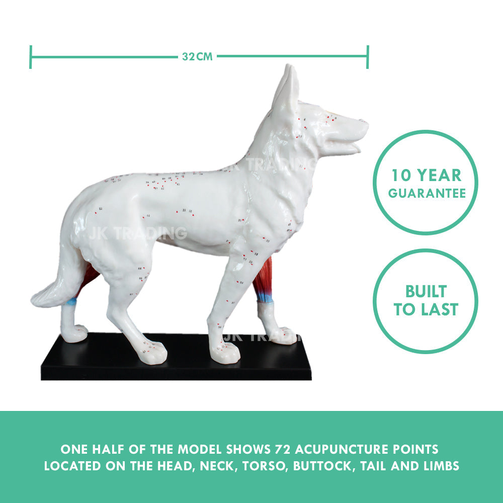 Canine Acupuncture Model for medical and anatomy education