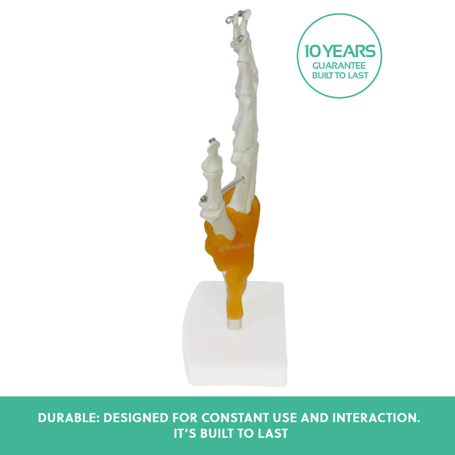 Human Hand Joint Anatomy Model for medical and anatomy education